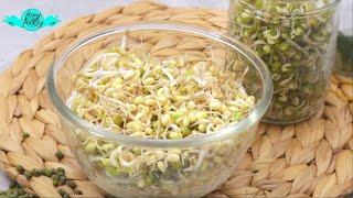 HOW TO SPROUT MUNG BEANS IN A JAR [upl. by Cormick]