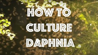 How To Culture Daphnia Magna [upl. by Lesko875]