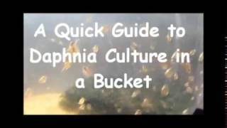 How to culture daphnia outside [upl. by Anifled502]