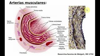 Histología NCR  T14  Vasos Sanguineos [upl. by Asusej]