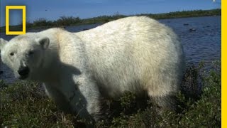 Polar Bear Predation  National Geographic [upl. by Enylorac]