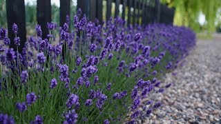 ‘Sweet Romance’ Lavender Update 💜🙌 Garden Answer [upl. by Ttcos]