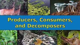 Producers Consumers and Decomposers Overview [upl. by Botsford380]