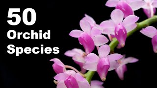 50 Orchid Species Name  Orchid Flower  Types of Orchid With Pictures and Names [upl. by Keily]