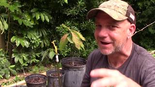 Avocado Tree from Seed to Fruit [upl. by Charlena]