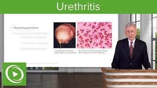 Urethritis Definition amp Pathology – Infectious Diseases  Lecturio [upl. by Ellehs]