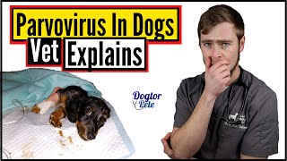 You NEED To Do This If You Want To Save Your Dog Suffering From Parvo  Vet Explains [upl. by Dhiren469]