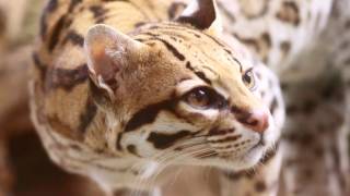 ✨ Ocelot Scientific name Leopardus pardalis ✨ [upl. by Singer]