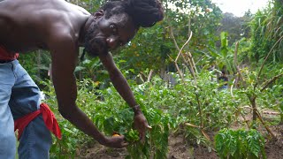 SIZZLA KALONJI farming in Judgement yardMasa Media TV venture on the farm\ King Sizzla Kalonji [upl. by Ahsats463]