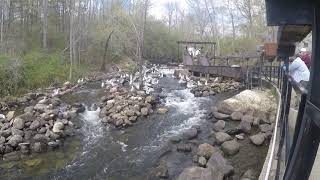 Damariscotta 2021 fish ladder [upl. by Hsakiv]