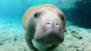 Crystal Manatees  Florida Manatee Wildlife [upl. by Lebiram]