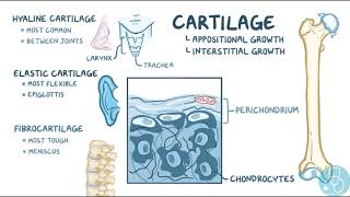 Anatomie simplifiée de los long [upl. by Lyred825]