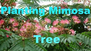 Planting Mimosa Tree Seeds Again [upl. by Eenattirb]