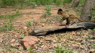 Capuchin Monkey Nut Cracking Tool Use [upl. by Goldfarb]