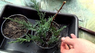 HOW TO GROW PLANTS FROM CUTTINGS  CYPRESS TREE PROPAGATION [upl. by Arema]