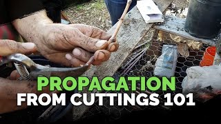 Propagating From Cuttings 101 [upl. by Ahsirtap]