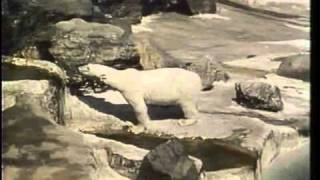 Classic Sesame Street Polar bears on film [upl. by Engapmahc]