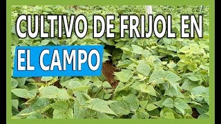 Cultivo de frijol en el campo  agricultura campesina [upl. by Leemaj]