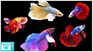 Betta Fish Care Guide Everything You Need to Know [upl. by Aniweta191]