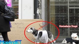 The Freezing Homeless Abandoned Dogs Social Experiment [upl. by Acimehs]