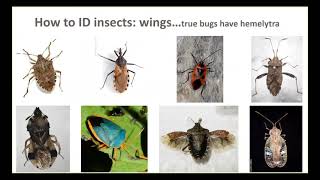 Insect Pest Identification [upl. by Eceinej]