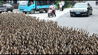 DUCK ARMY Videos Compilation  NEW [upl. by Rattray852]