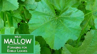 Mallow Plant Nutrition Foraging for Wild Edible Malva Leaves [upl. by Namsu]