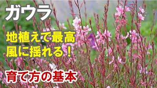 ガウラの育て方 地植えで楽しむ！摘芯、剪定、切り戻し [upl. by Piotr]