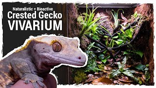 Naturalistic  Bioactive Crested Gecko Vivarium Housing Henry 20 [upl. by Assiran]