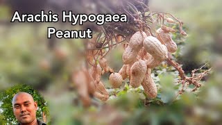 Arachis Hypogaea  Peanut  Make Nature [upl. by Eda]