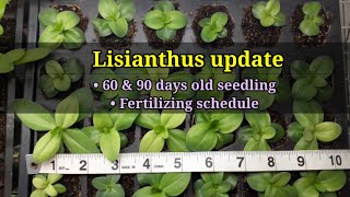 LISIANTHUS update 2022  Fertilizing schedule [upl. by Line]