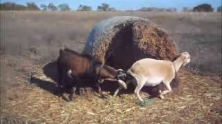 Goat Breeding Time 2015 [upl. by Wilinski]