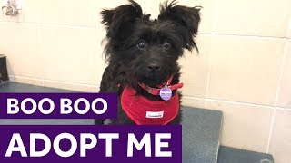 Adopt Boo Boo  Dogs  The Mayhew [upl. by Johanna]