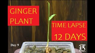 Ginger Timelapse  Ginger rhizome growing in water for 12 days [upl. by Adihsar]