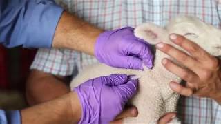 Sheep Care Administering Medications and VFDs [upl. by Abbate]