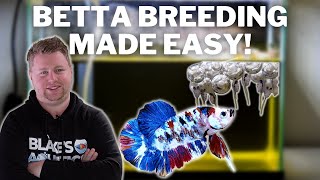 EASY How to Breed Bettas Step by Step [upl. by Neysa]