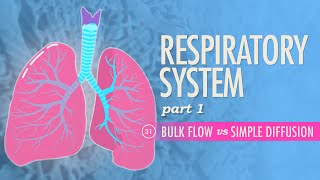 Respiratory System Part 1 Crash Course Anatomy amp Physiology 31 [upl. by Ransom631]