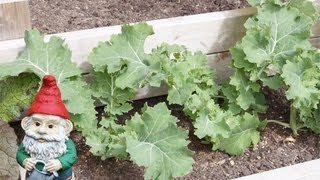 When and How to Harvest Kale [upl. by Apur]