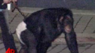 Screaming Chimp Frantic Owner Heard on 911 Call [upl. by Etnuad]