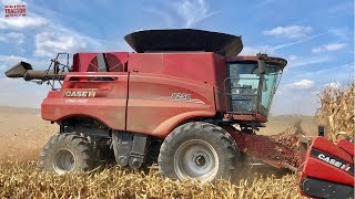 Case IH 8250 AXIALFLOW Combine Harvesting Corn [upl. by Ehttam524]