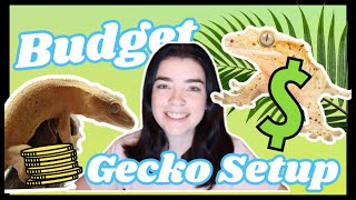 Budget Crested Gecko Setup For under 20 [upl. by Ahsikar]