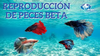 Reproducción de peces Bettas [upl. by Elylrac759]