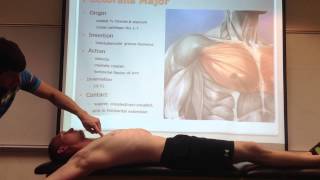 Pectoralis Major Palpation Manual Therapy and Stretch [upl. by Flanders]