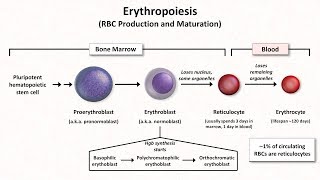 Normal RBC Physiology Including erythropoiesis [upl. by Calen]