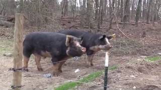 Berkshire Pigs [upl. by Ginger]