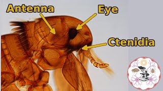 Microscopic Flea Anatomy [upl. by Nelleus949]