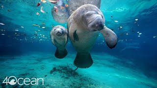 Save the Manatee 4ocean [upl. by Amiel]