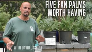 Five Fan Palms Worth Having [upl. by Ydissac]