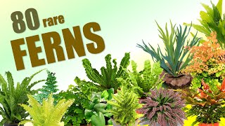 80 FERN SPECIES  HERB STORIES [upl. by Lambertson]