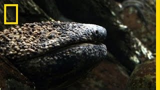 Giant Salamander As Big As a Dog  National Geographic [upl. by Roskes]